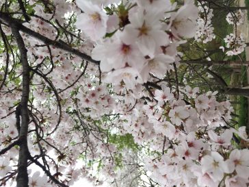 長居公園のサクラ